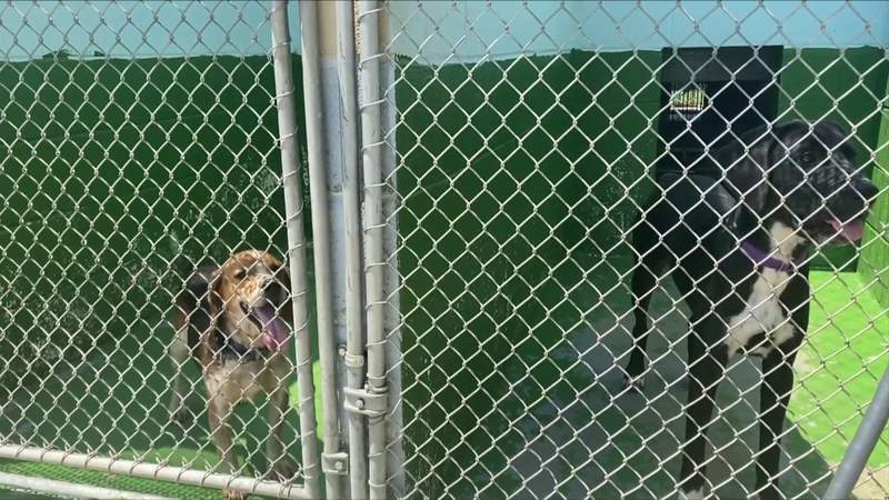 Shelters see increase in stray/runaway pets over July 4 weekend