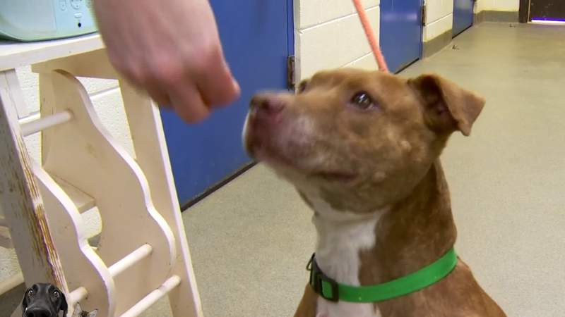 Clear the Shelters is coming to an end but there is still plenty of time to adopt