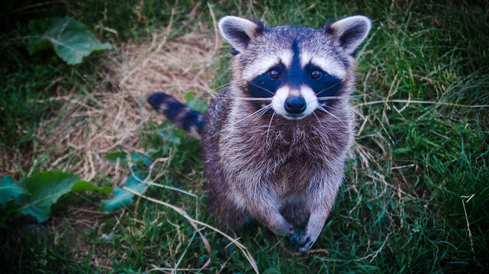 VDH issues warning after rabid raccoon found in Virginia city
