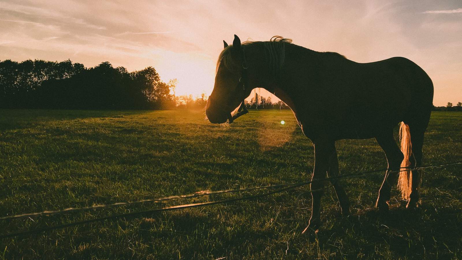 'No cause for alarm’: Horse euthanized in Blacksburg after developing contagious disease