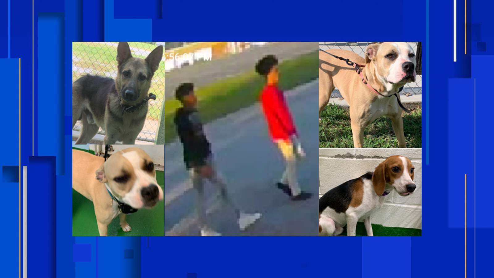 Two people wanted after four dogs stolen from Campbell County Animal Shelter