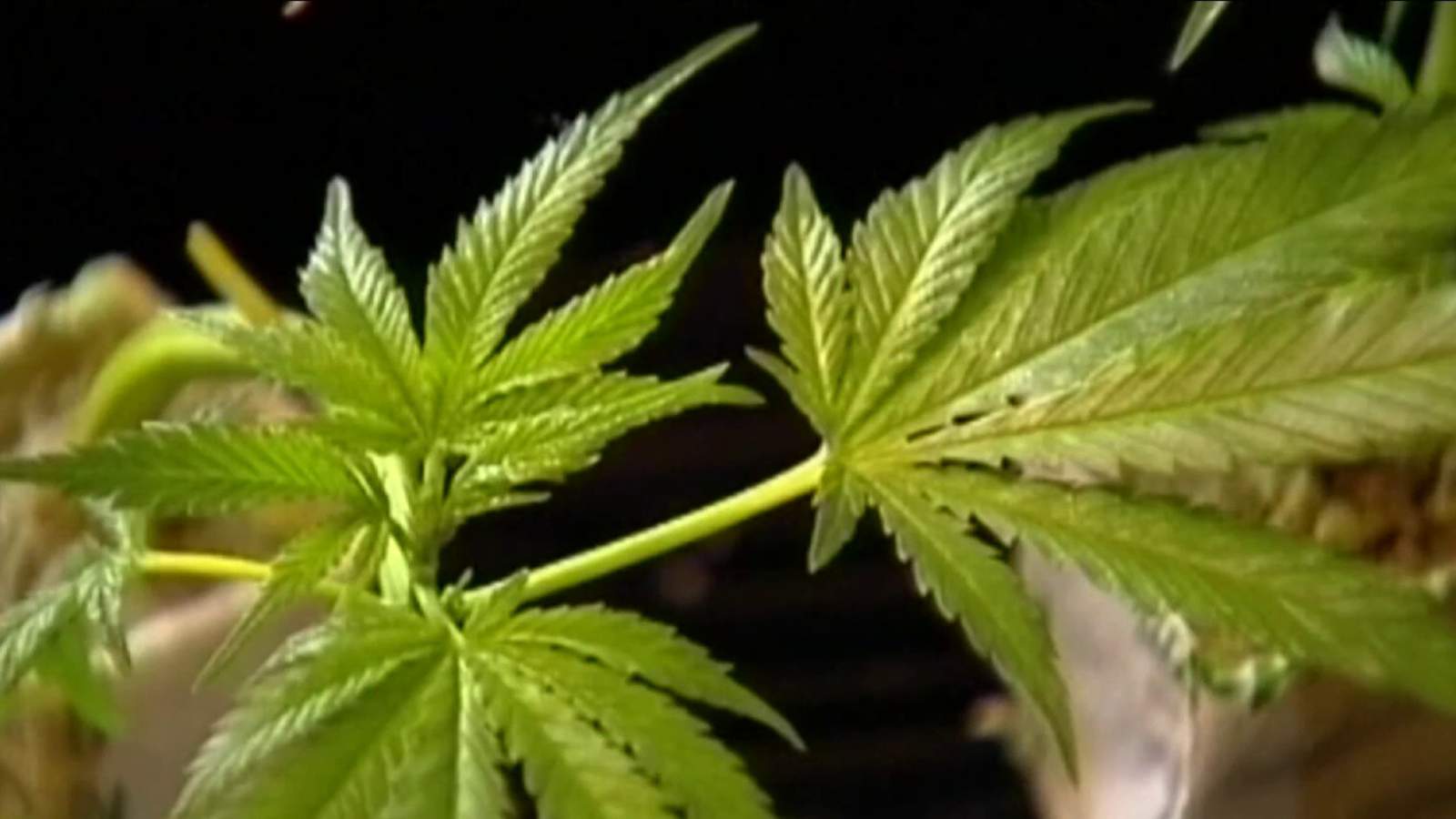 Virginia lawmakers now debating marijuana legalization