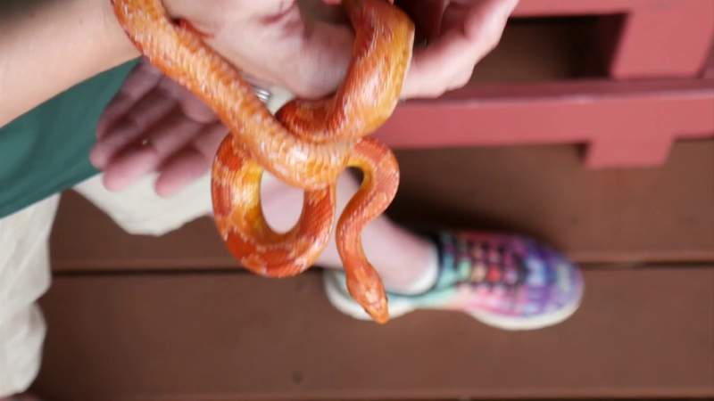 Check out Ziggy, a friendly slithery snake
