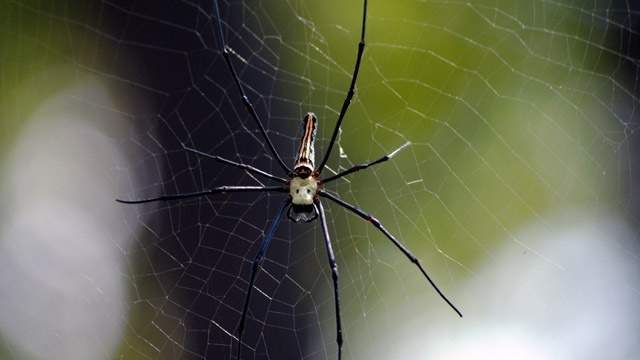 Beware, fake spider webs a danger for wildlife