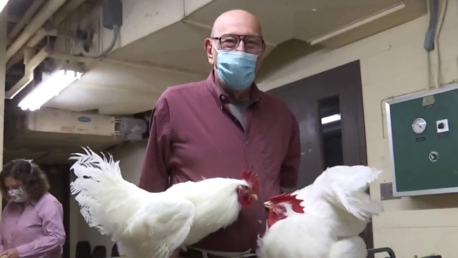 The Chicken King: Virginia Tech professor reflects on more than six decades of teaching