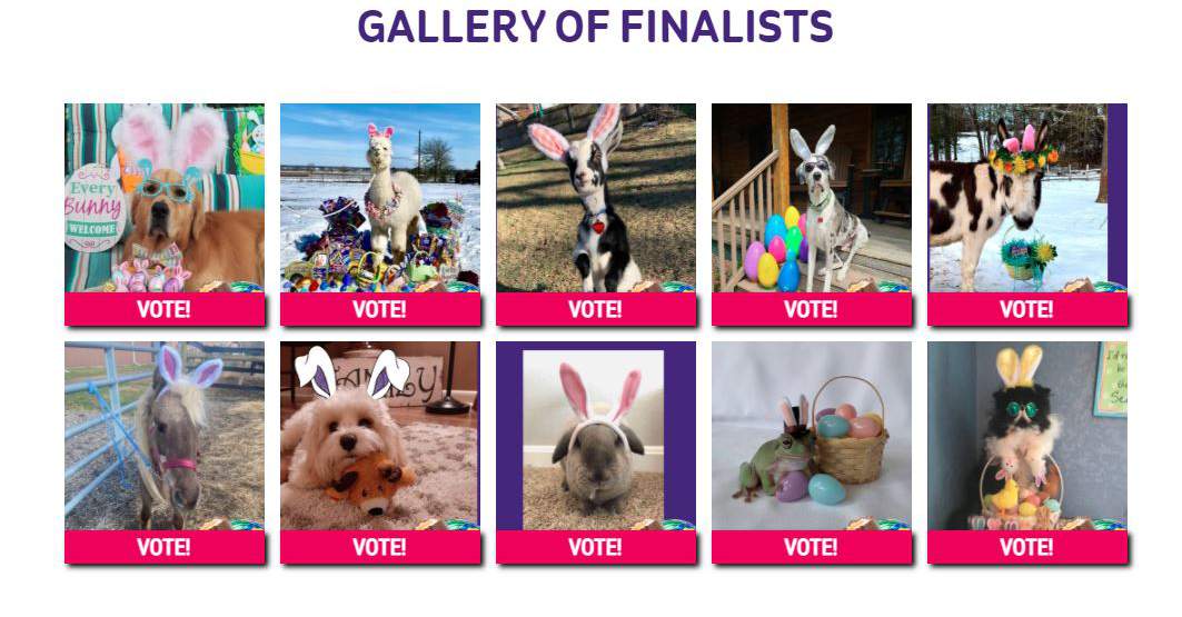 Help Cadbury choose the next star for the ‘Clucking Bunny’ commercial