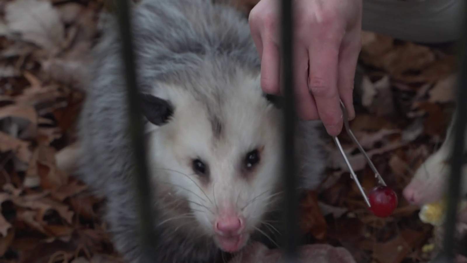 Just how much do you know about opossums? Let Gus and Jack teach you!