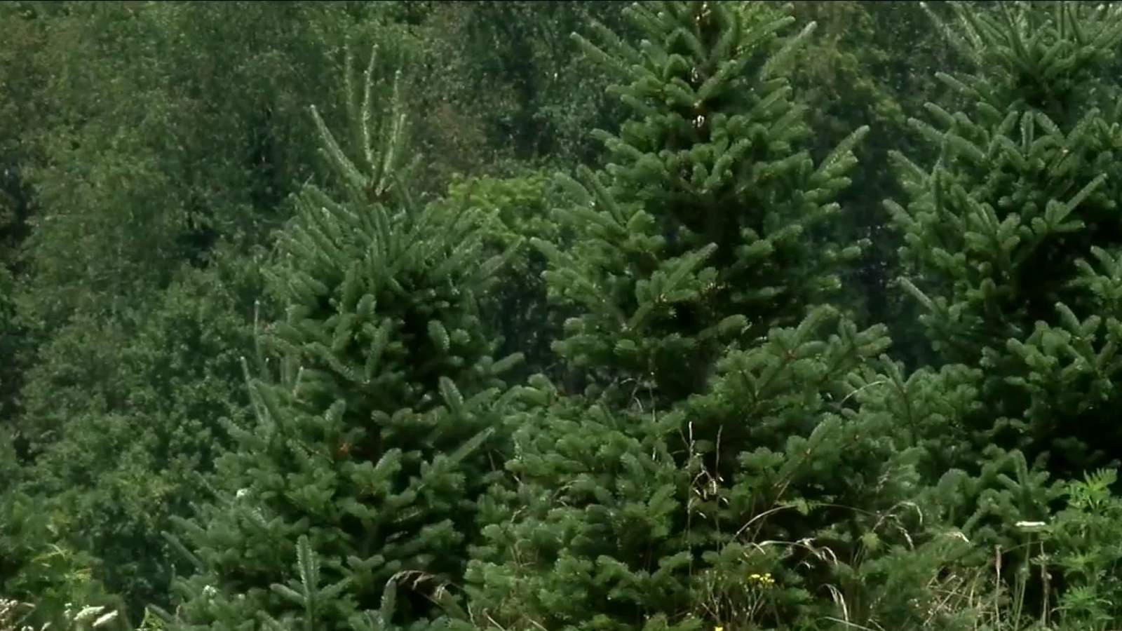 Hot, dry weather could have big impact on local Christmas tree industry