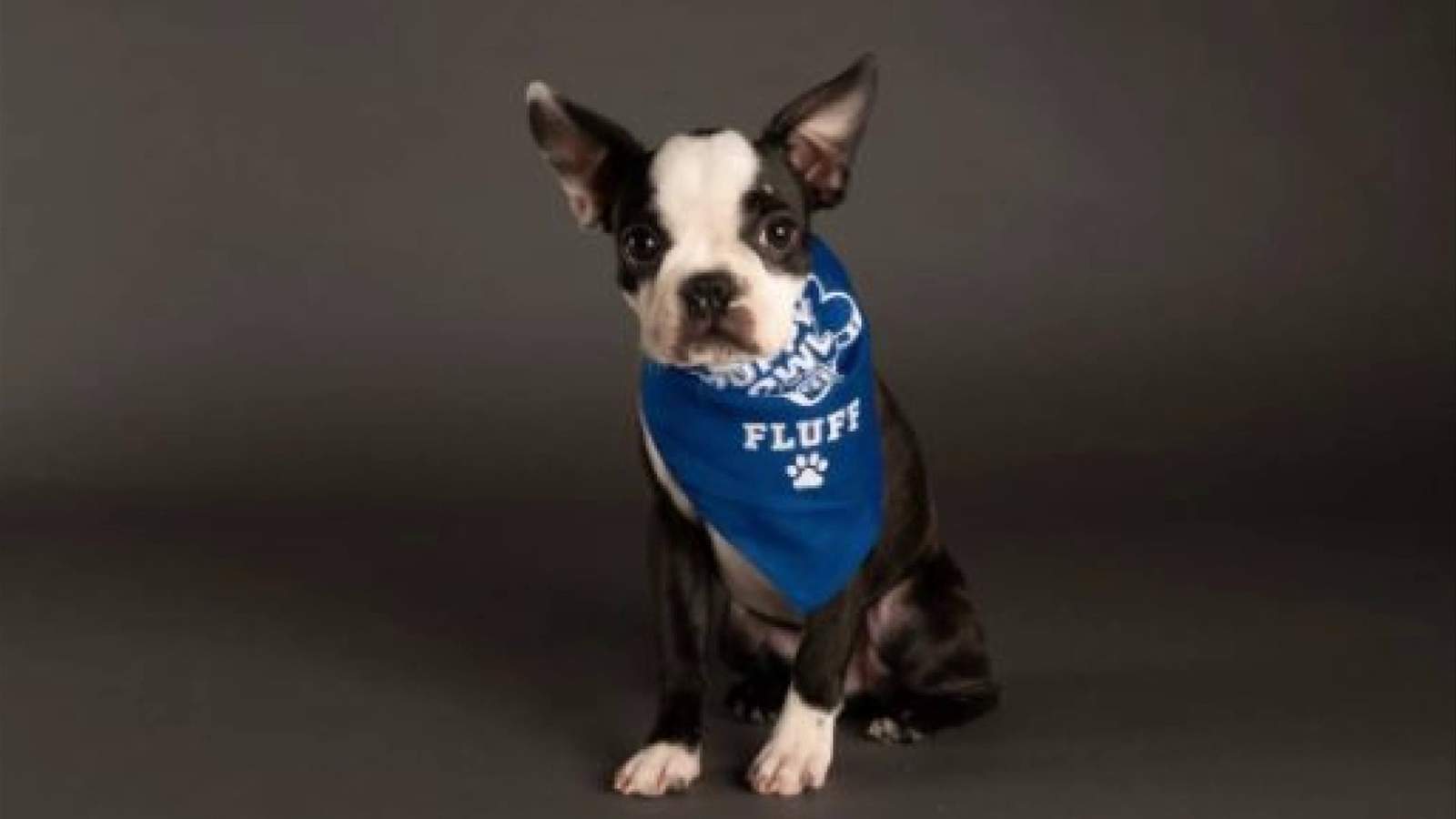 Salem puppy on Team Fluffs starting roster in the Puppy Bowl