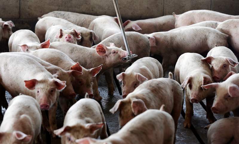 Smithfield Foods will stop slaughtering pigs in Smithfield