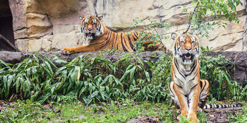 Two tigers at Virginia zoo test positive for the coronavirus