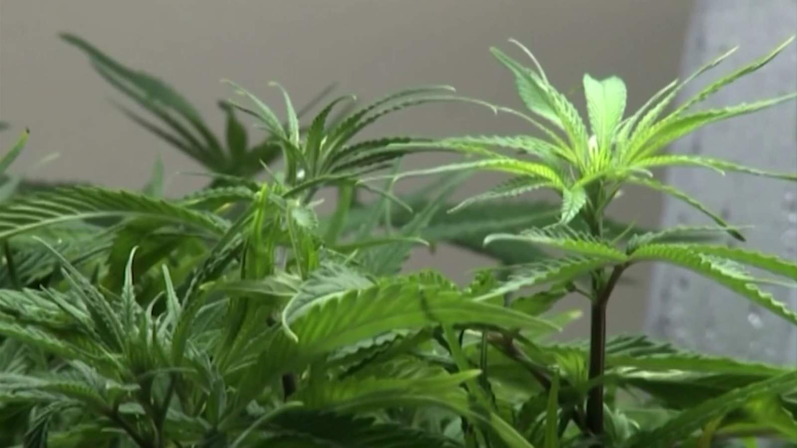 Local law enforcement agencies weigh in on new date for marijuana legalization