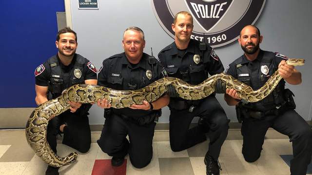 Pembroke Pines police officer wrangles giant python on city street