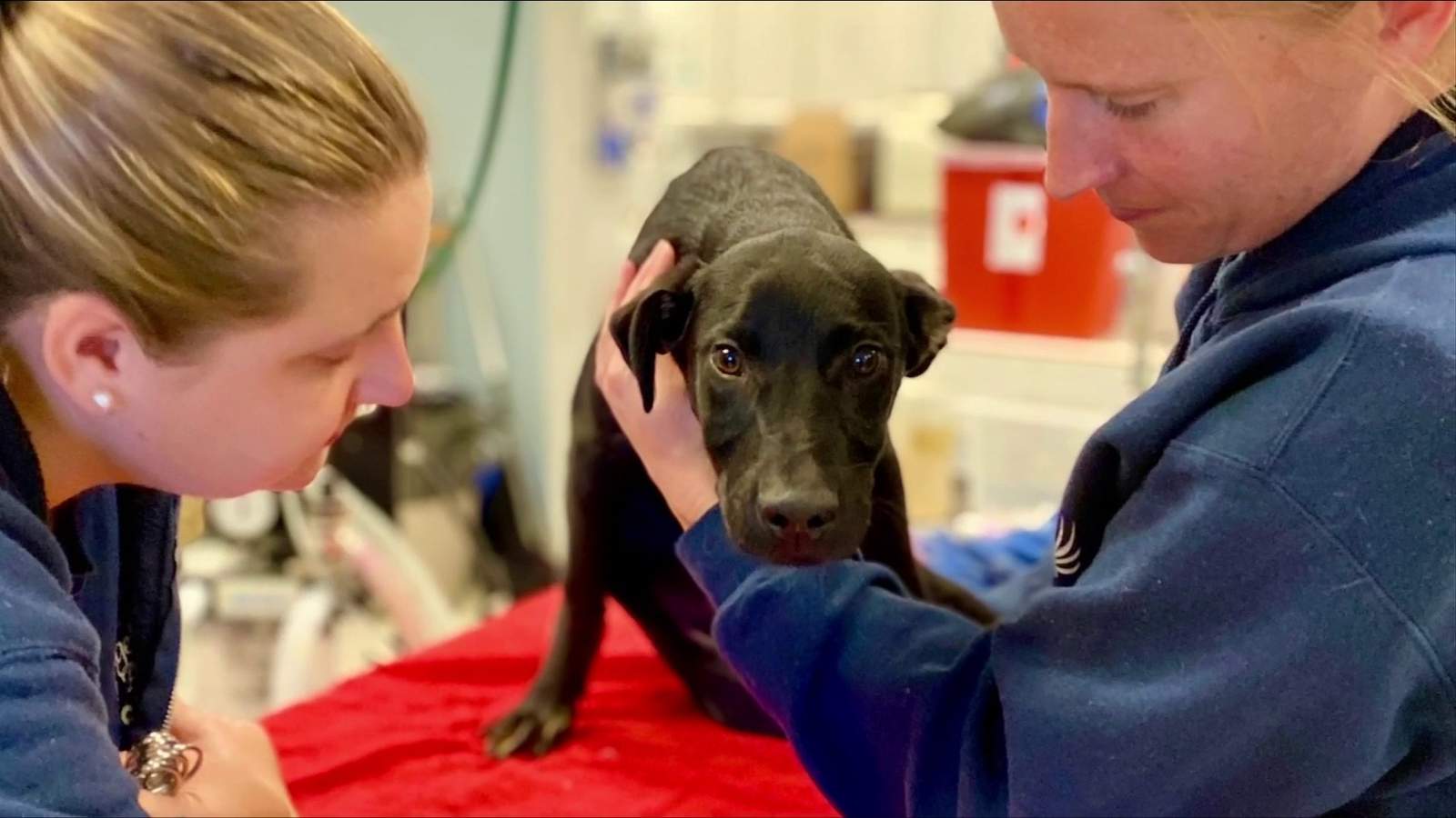 Paralyzed puppy left near dumpster gets treatment at Angels of Assisi