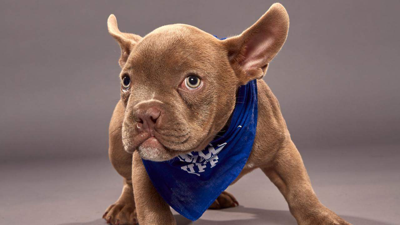 Meet the Adorable Special Needs Pups Playing in Puppy Bowl XVI