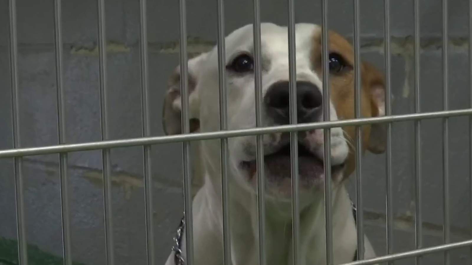 Campbell County advocacy group begins fundraising for new animal shelter