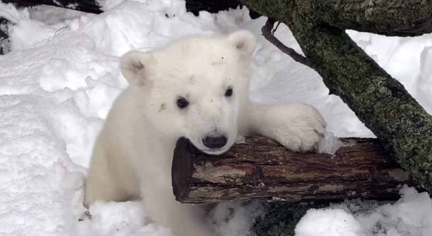 This baby polar bear playing in the snow at the Detroit Zoo will melt your heart