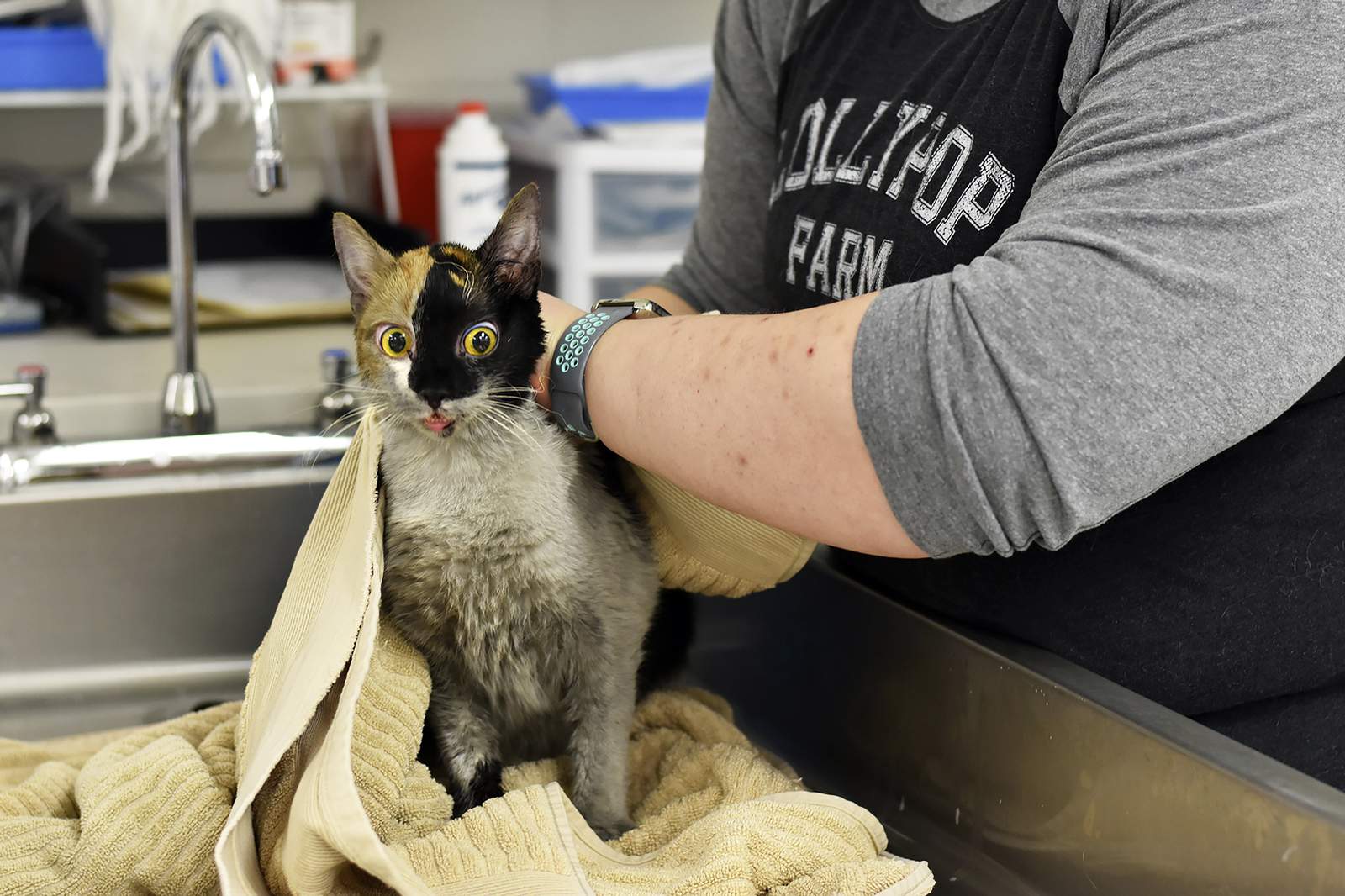 Humane Society: 97 cats survive house fire; some injured