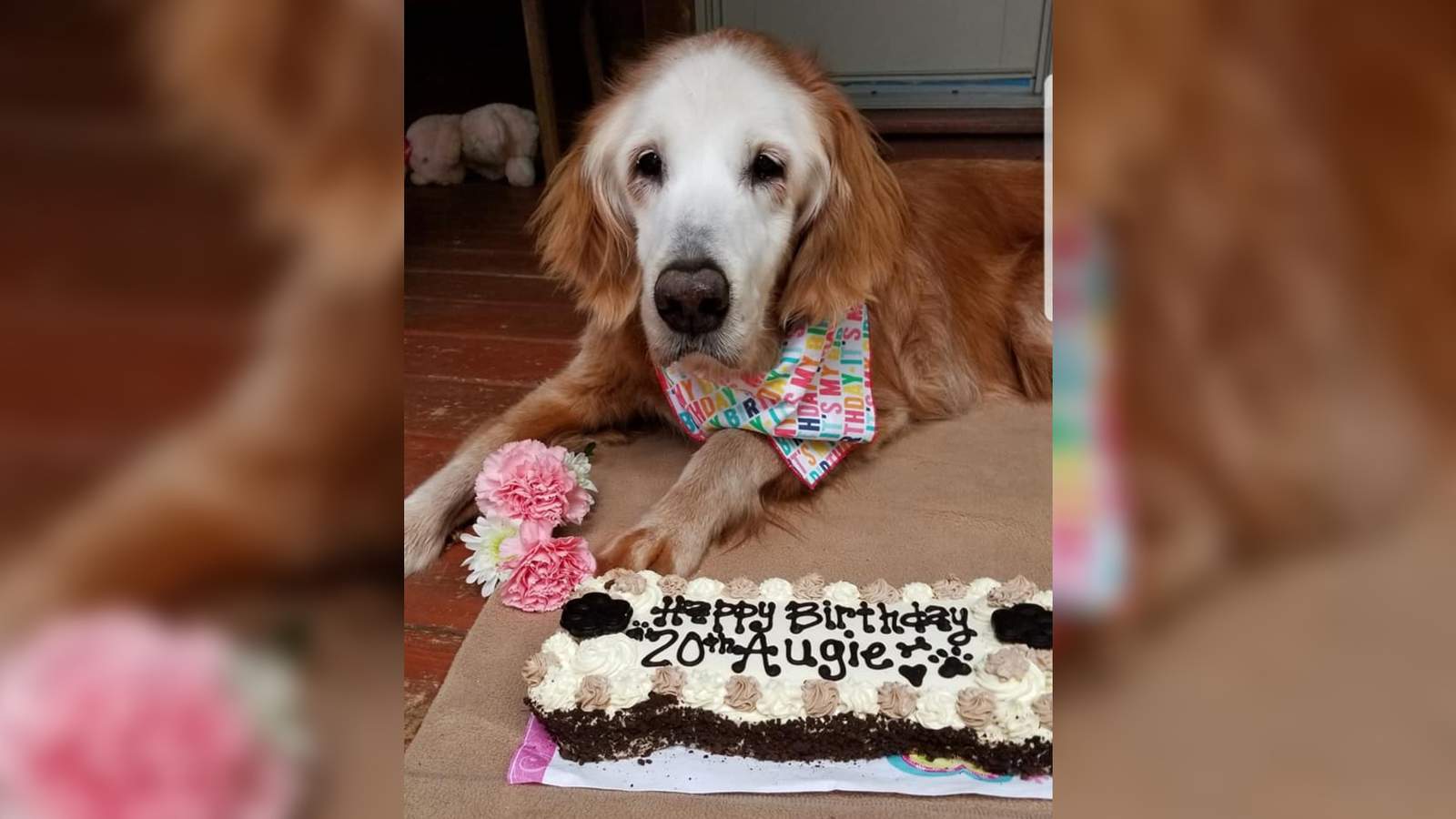 20 Year Old Dog In Tennessee Is Oldest Living Golden Retriever In History