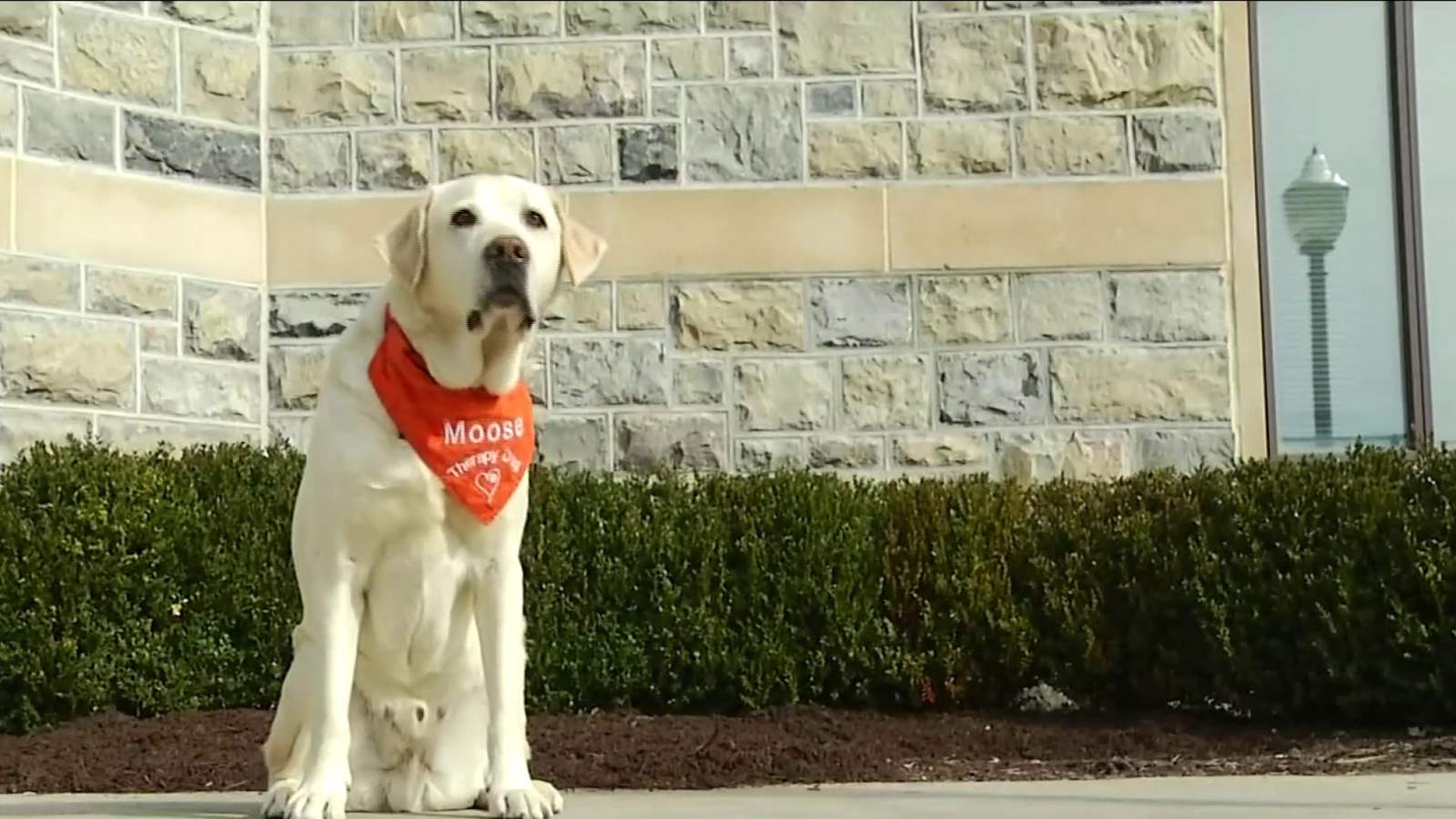 Beloved Virginia Tech therapy dog diagnosed with cancer, GoFundMe created for medical bills