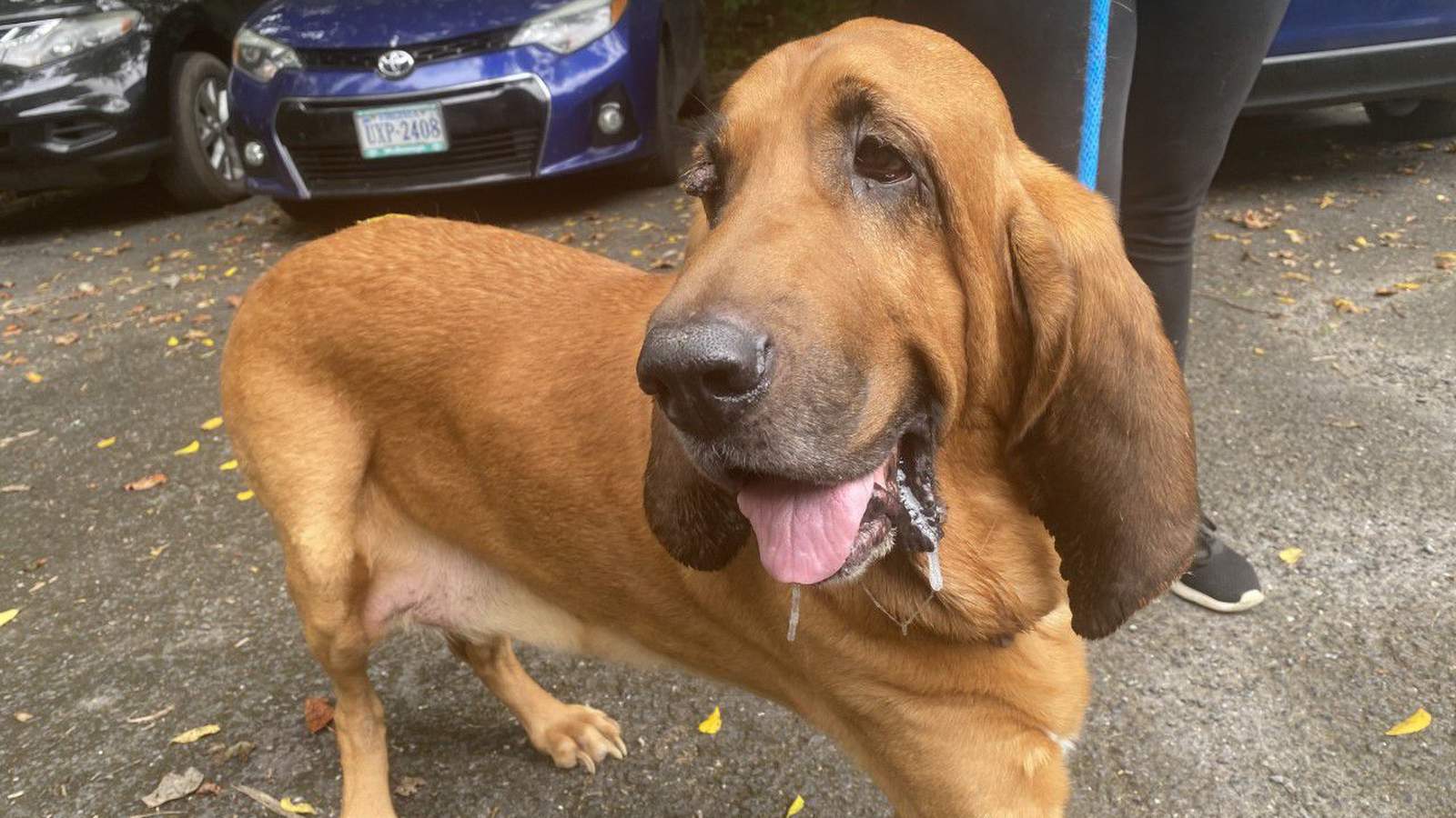 Pulaski County officials looking for answers about 7-year-old bloodhound found in woods