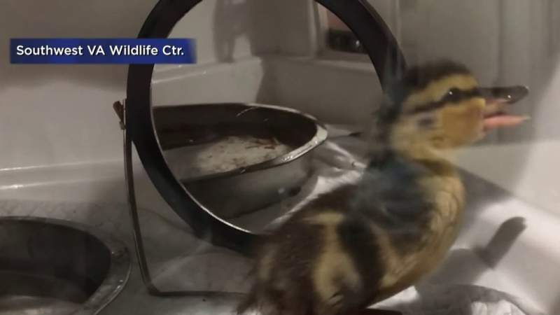Southwest Virginia Wildlife Center receives baby mallard found in Salem