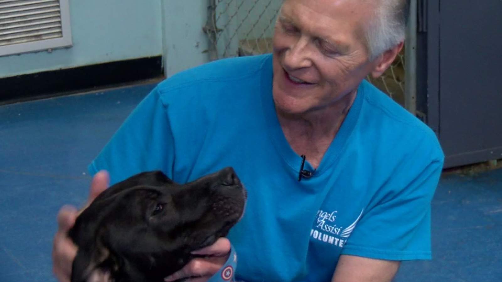 Adoption Ambassadors needed to help shelter dogs find forever homes