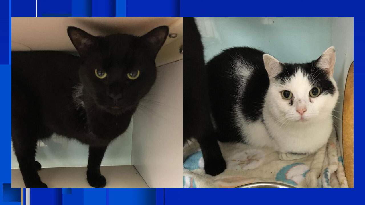 Leonard and Catalina, two 3-legged cat siblings looking for a home