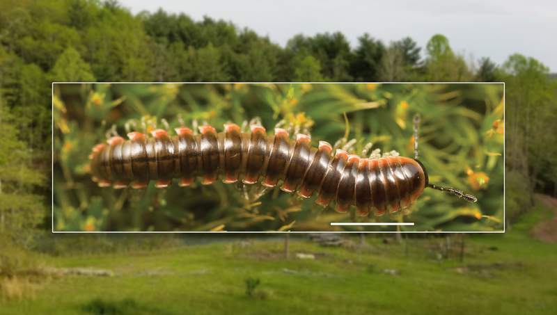 ‘A lucky accident:’ How a new species of millipede was named after a Floyd County artist