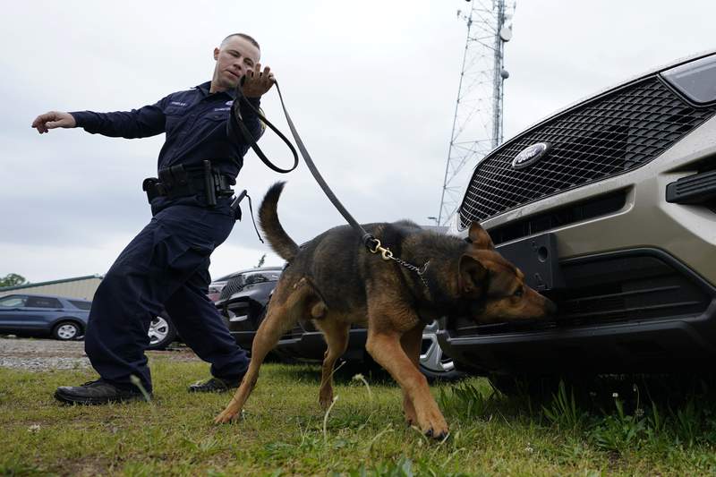 Since the nose doesn't know pot is now legal, K-9s retire