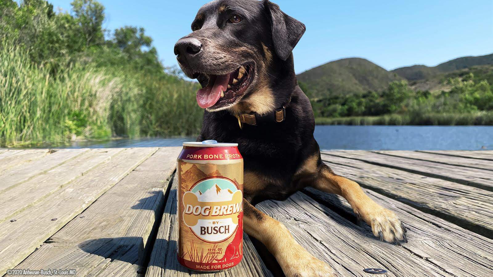 Busch introduces a brew for man’s best friend