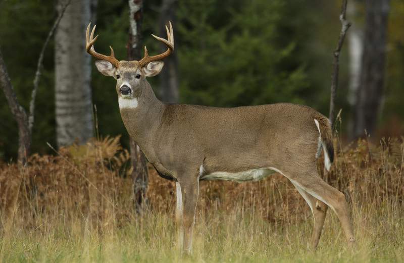 First-ever Montgomery County deer tests positive for chronic wasting disease