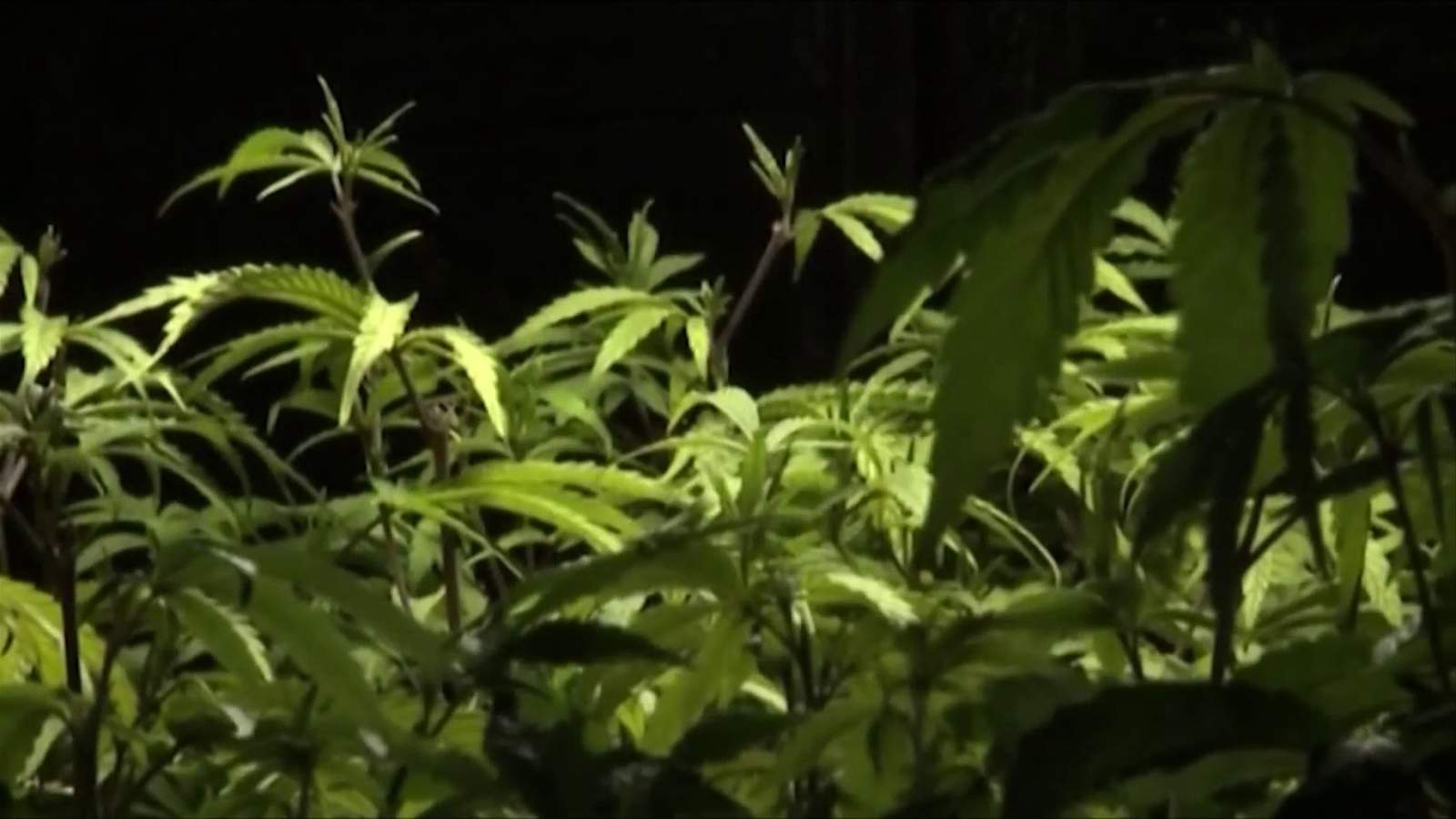 What happens now that marijuana is almost legal in Virginia