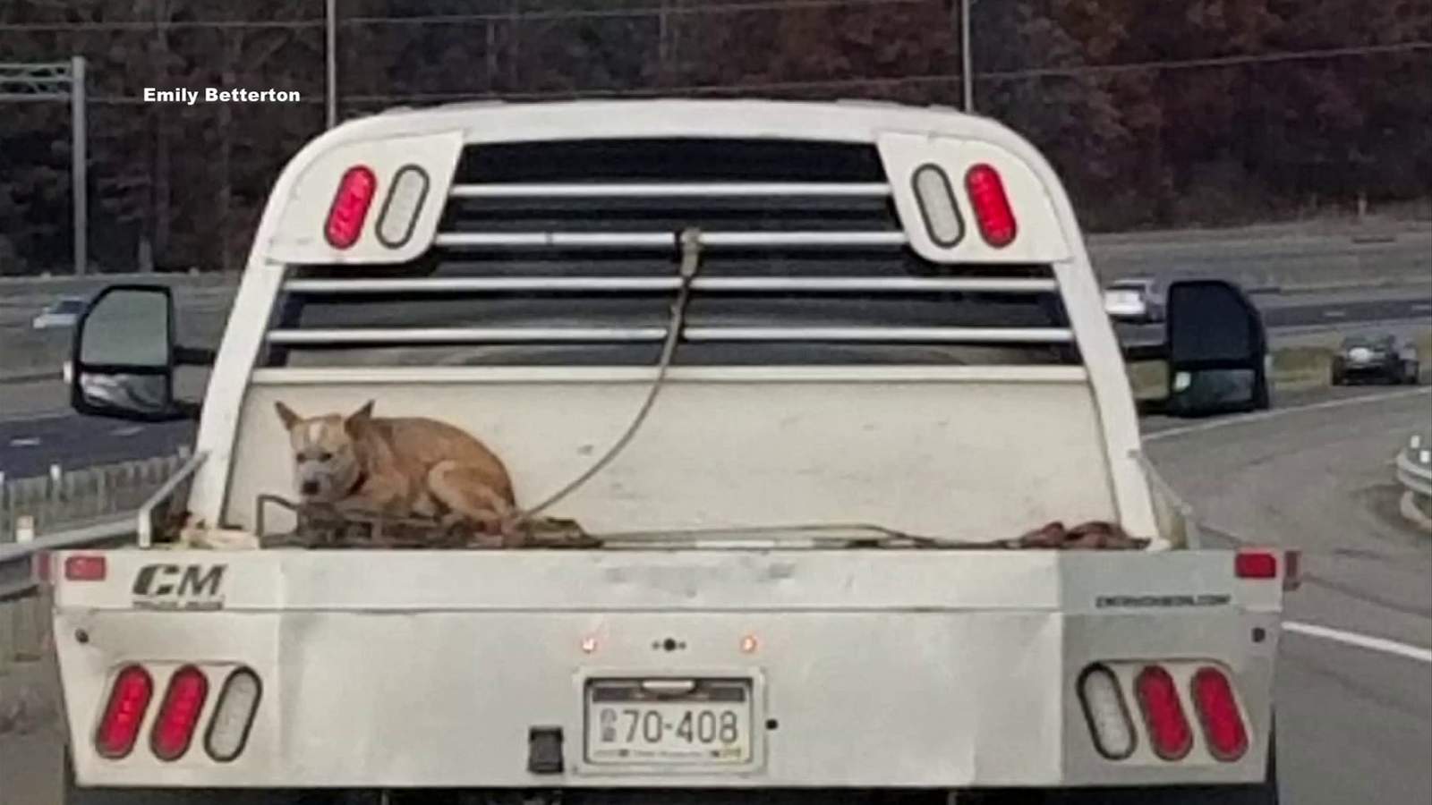 ’That’s not okay with us’: Photo of dog riding on truck on I-81 goes viral