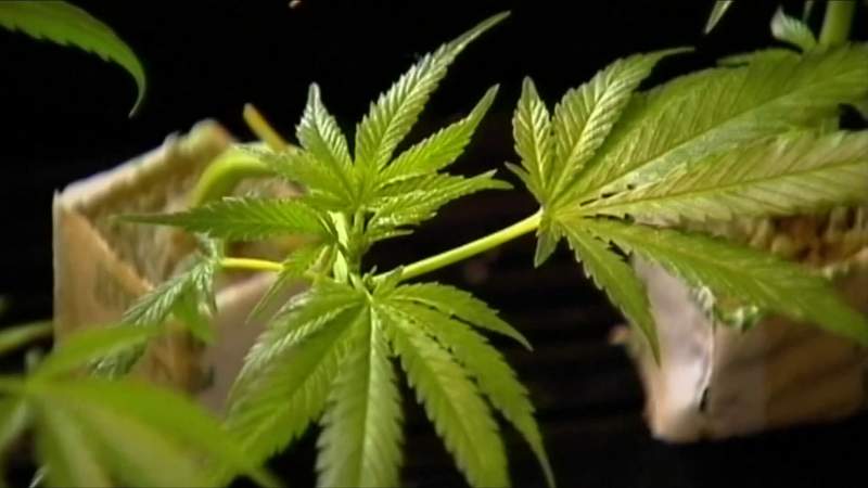 Danville City Council approves guidelines for medical marijuana dispensaries