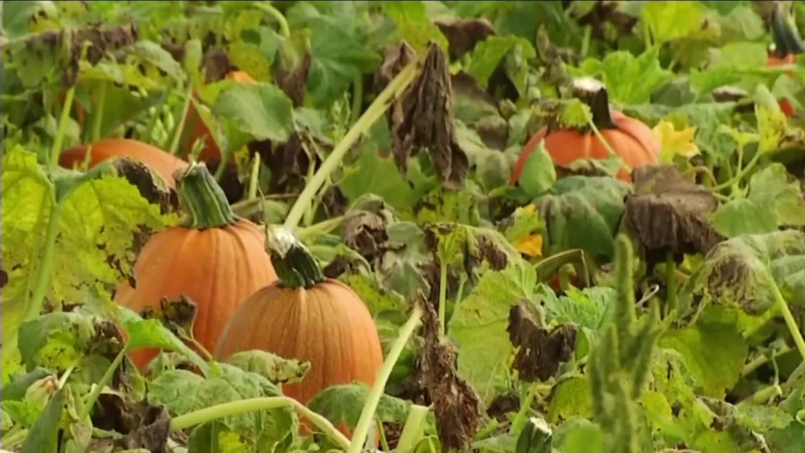 Pumpkin dishes, drinks and activities at Sinkland Farms