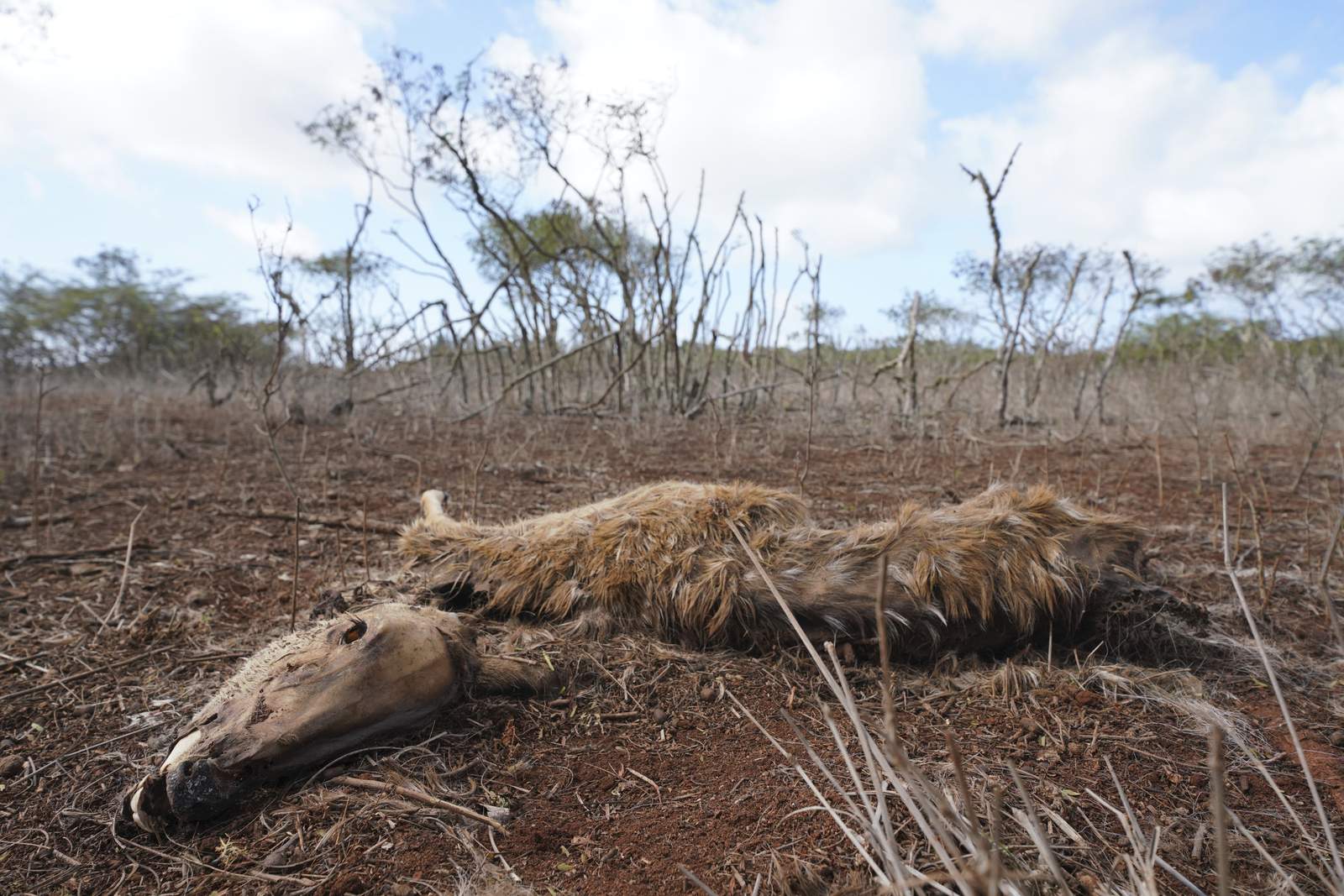 Deer native to India starve to death amid drought in Hawaii