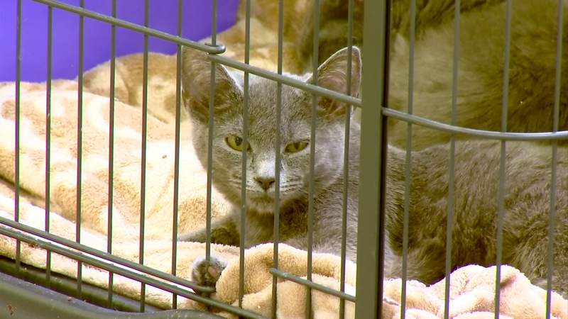 Staffing shortage at Franklin County Humane Society preventing it from taking in any more pets