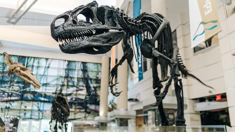 Get an inside look at the Virginia Museum of Natural History