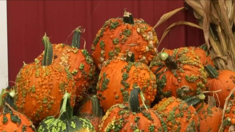 Dry weather impacting pumpkin growers in Central Virginia this fall season