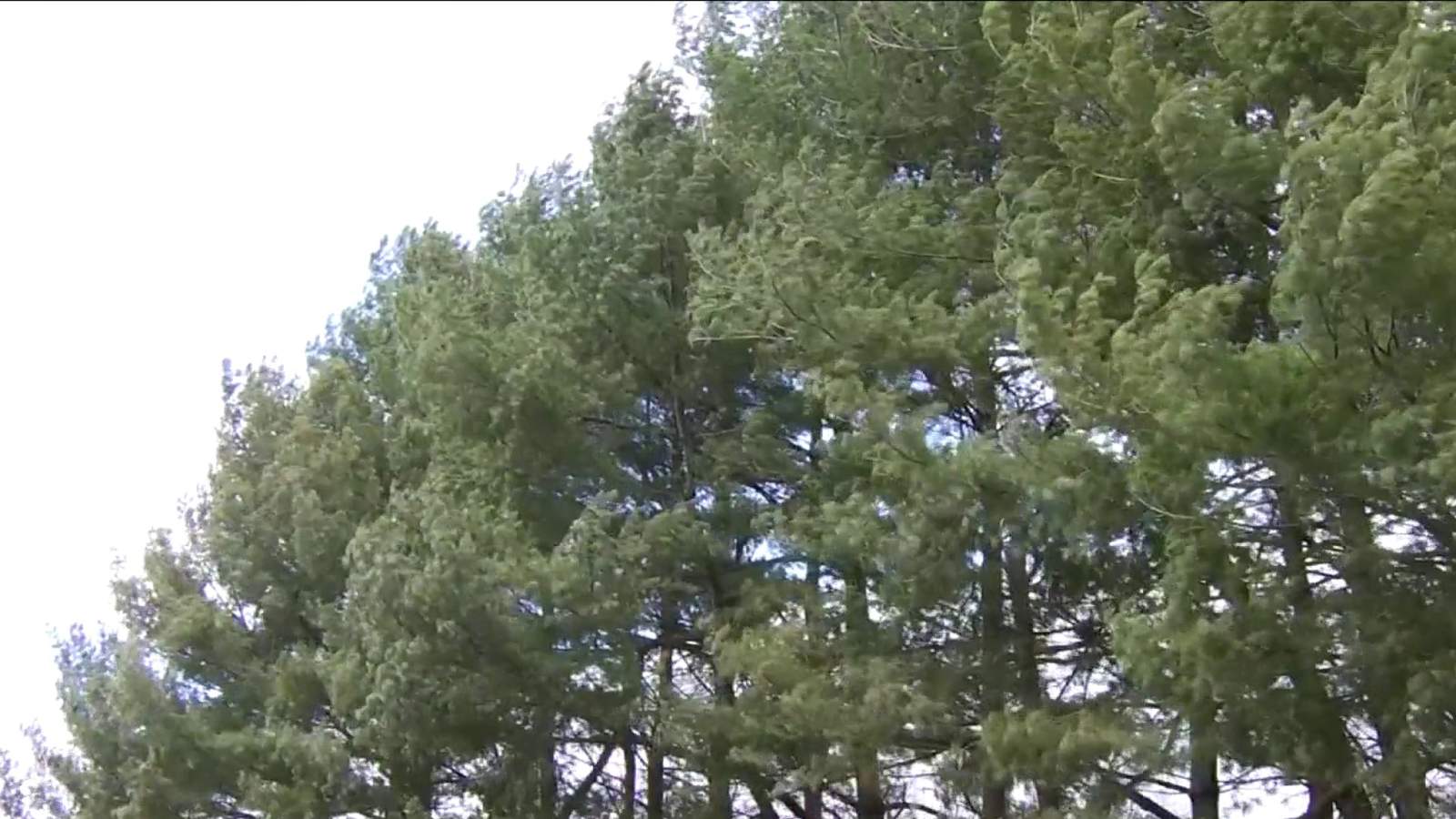 Don’t trash it: Your Christmas tree could be replanted at a Blacksburg park