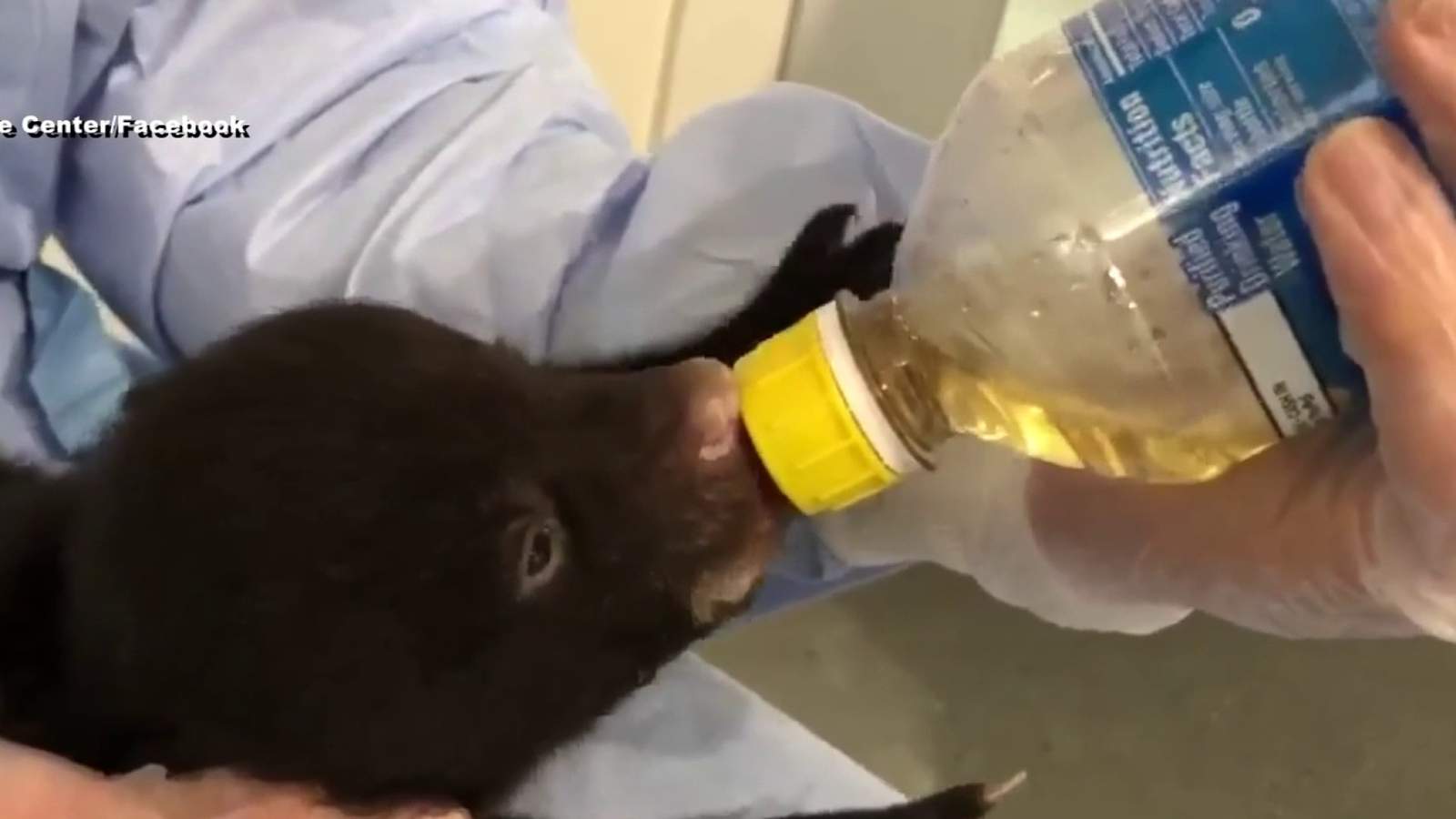 Bear-y strange: SWVA Wildlife Center caring for cubs found in cooler
