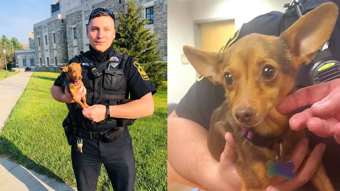 Chihuahua rescued after ‘short foot/paw’ pursuit in Blacksburg
