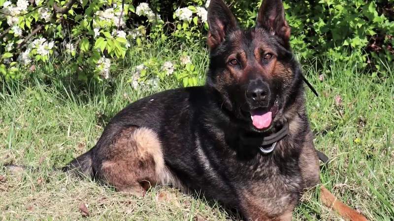 Check out the Roanoke County Police K-9 unit this weekend