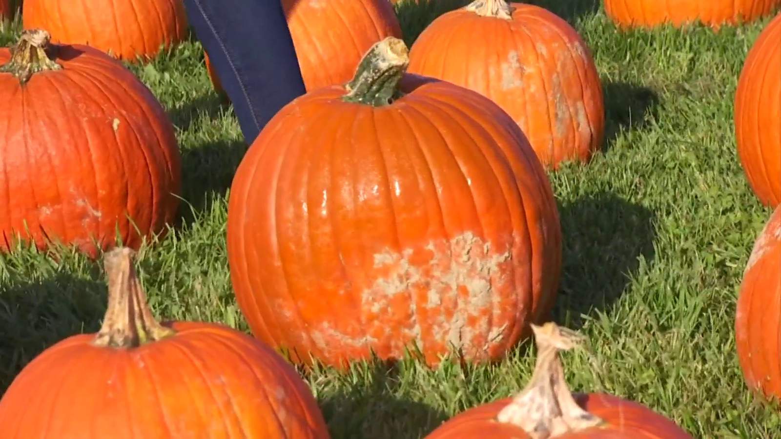 Fall fun reaches new heights at Wytheville family farm