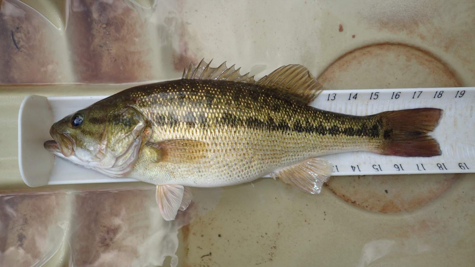 Alabama Bass in Virginia lakes are threatening state’s bass population
