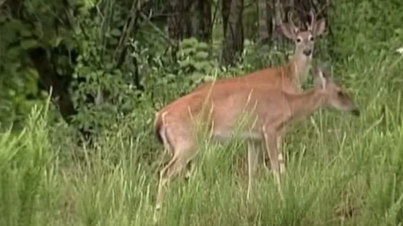 New hunting regulations after chronic wasting disease found in Montgomery County