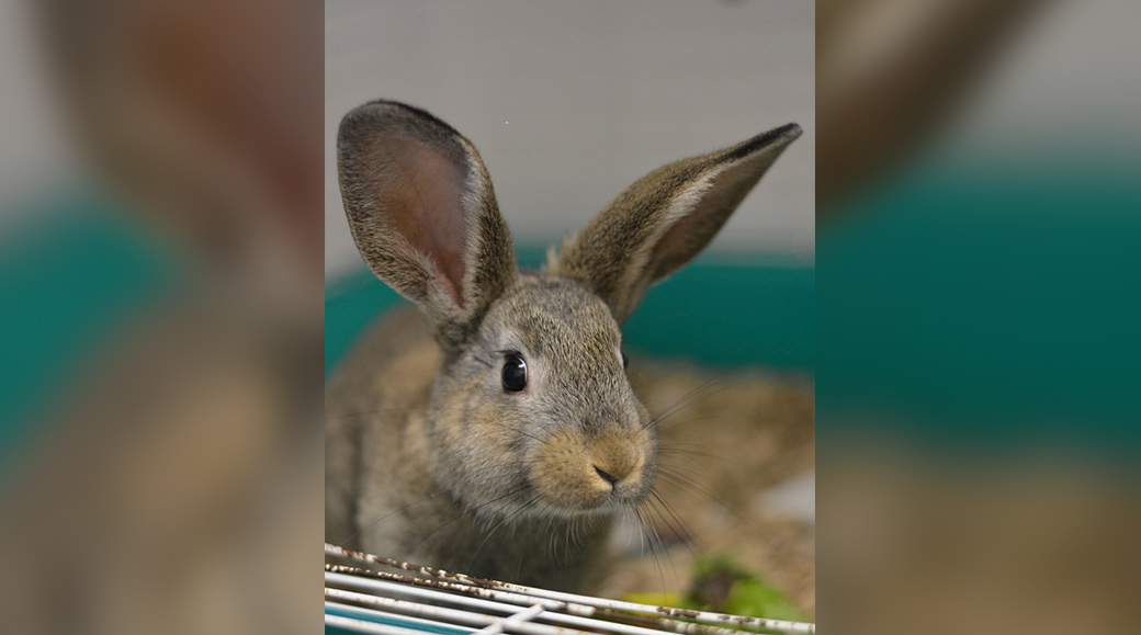 No description available