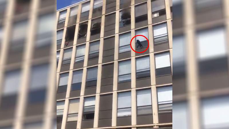 Chicago cat fleeing fire survives 5-story jump, walks off