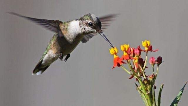 Ruby-throated hummingbirds make their return to our region, thanks to our recent warm weather